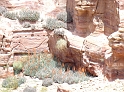 Petra (51)